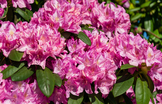 parkrododendron 'Roseum Elegans'