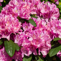 parkrododendron 'Roseum Elegans'