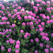 parkrododendron 'Roseum Elegans'