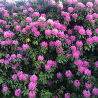 parkrododendron 'Roseum Elegans'