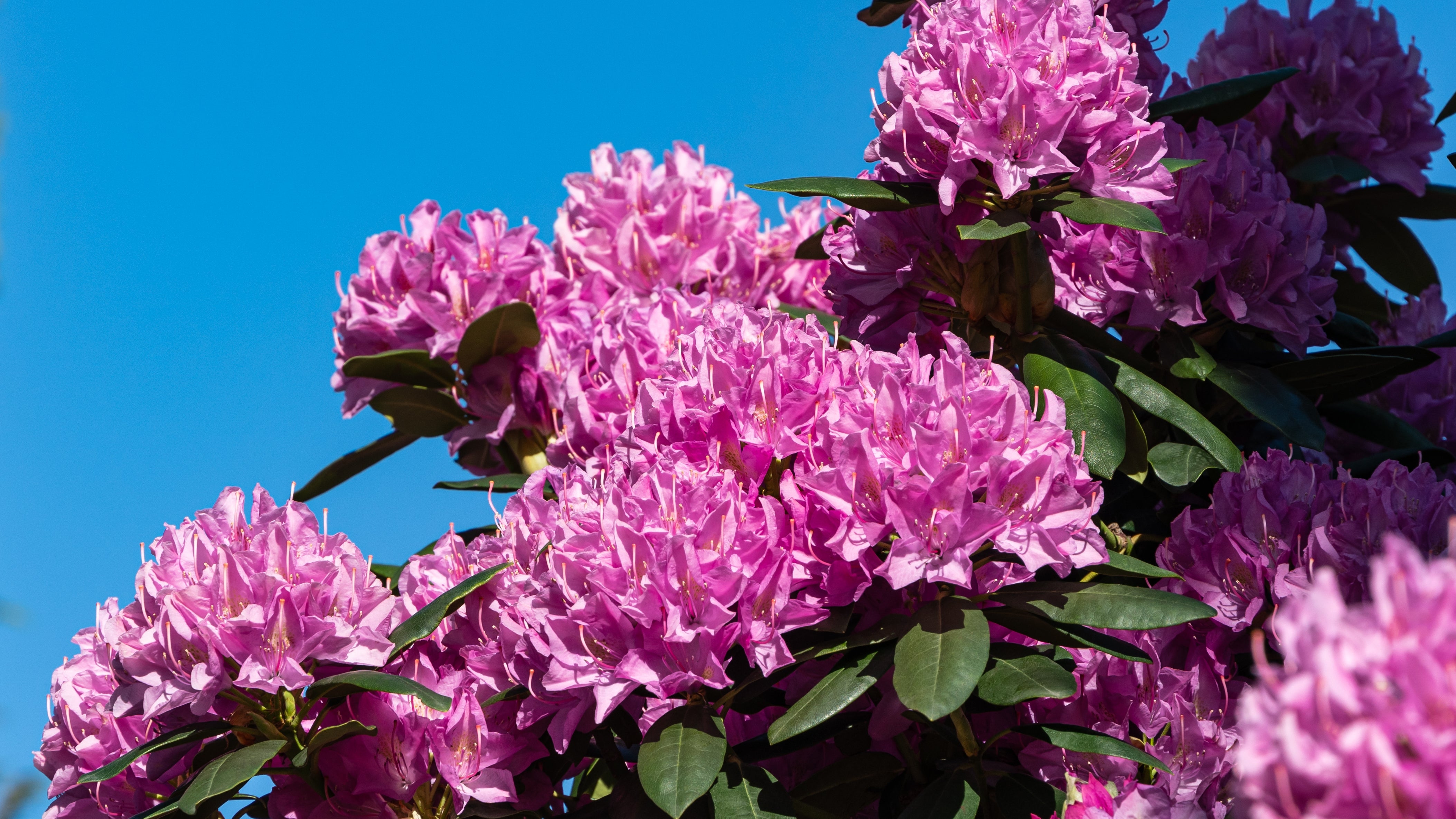 parkrododendron 'Roseum Elegans'