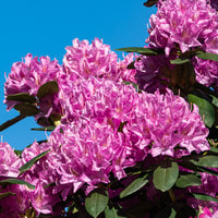 parkrododendron 'Roseum Elegans'