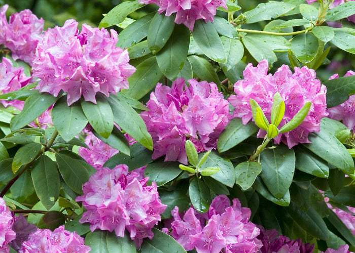 Rhododendron 'Roseum Elegans', 30-40 cm