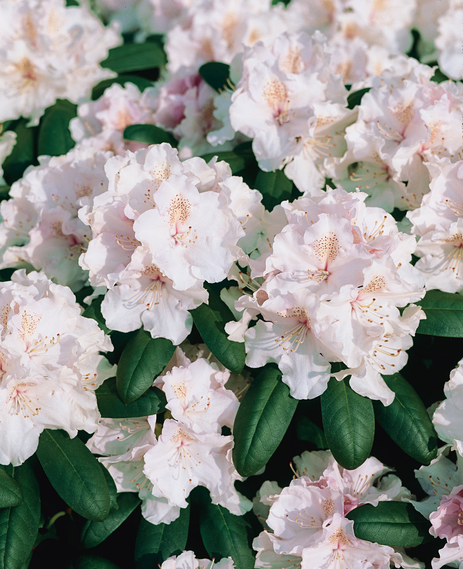 yakushimanum-rododendron 'Schneekrone'