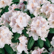 yakushimanum-rododendron 'Schneekrone'
