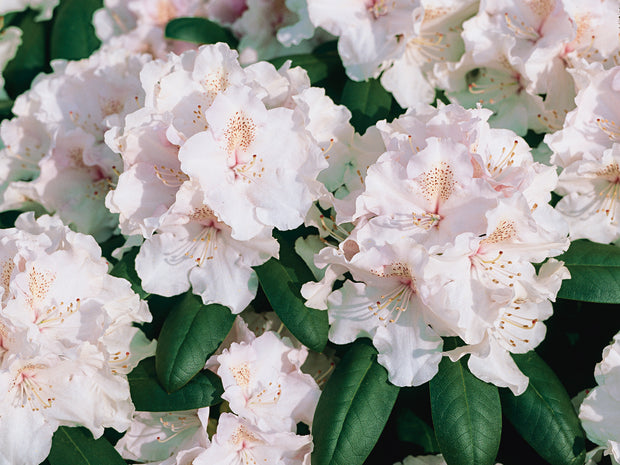 yakushimanum-rododendron 'Schneekrone'
