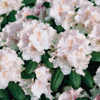 yakushimanum-rododendron 'Schneekrone'