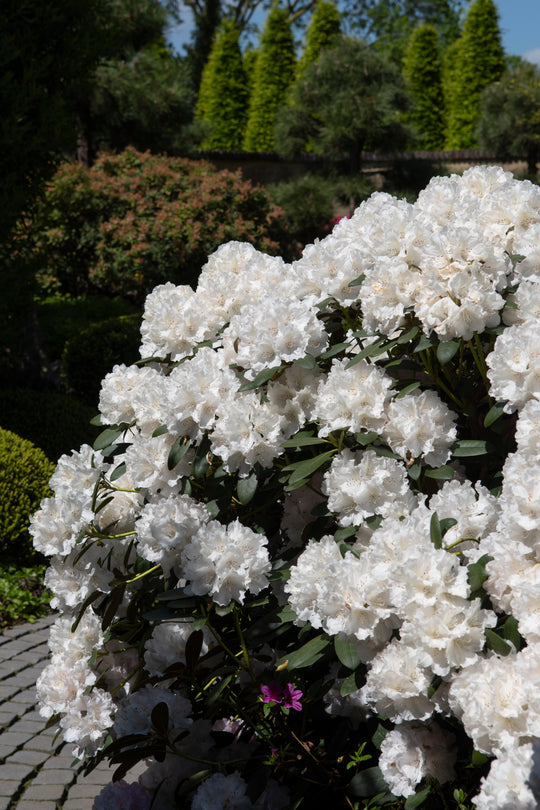 yakushimanum-rododendron 'Schneekrone'