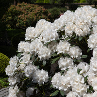 yakushimanum-rododendron 'Schneekrone'