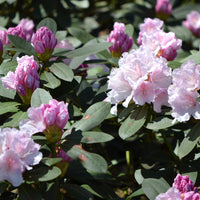 yakushimanum-rododendron 'Schneekrone'