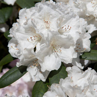 yakushimanum-rododendron 'Schneekrone'