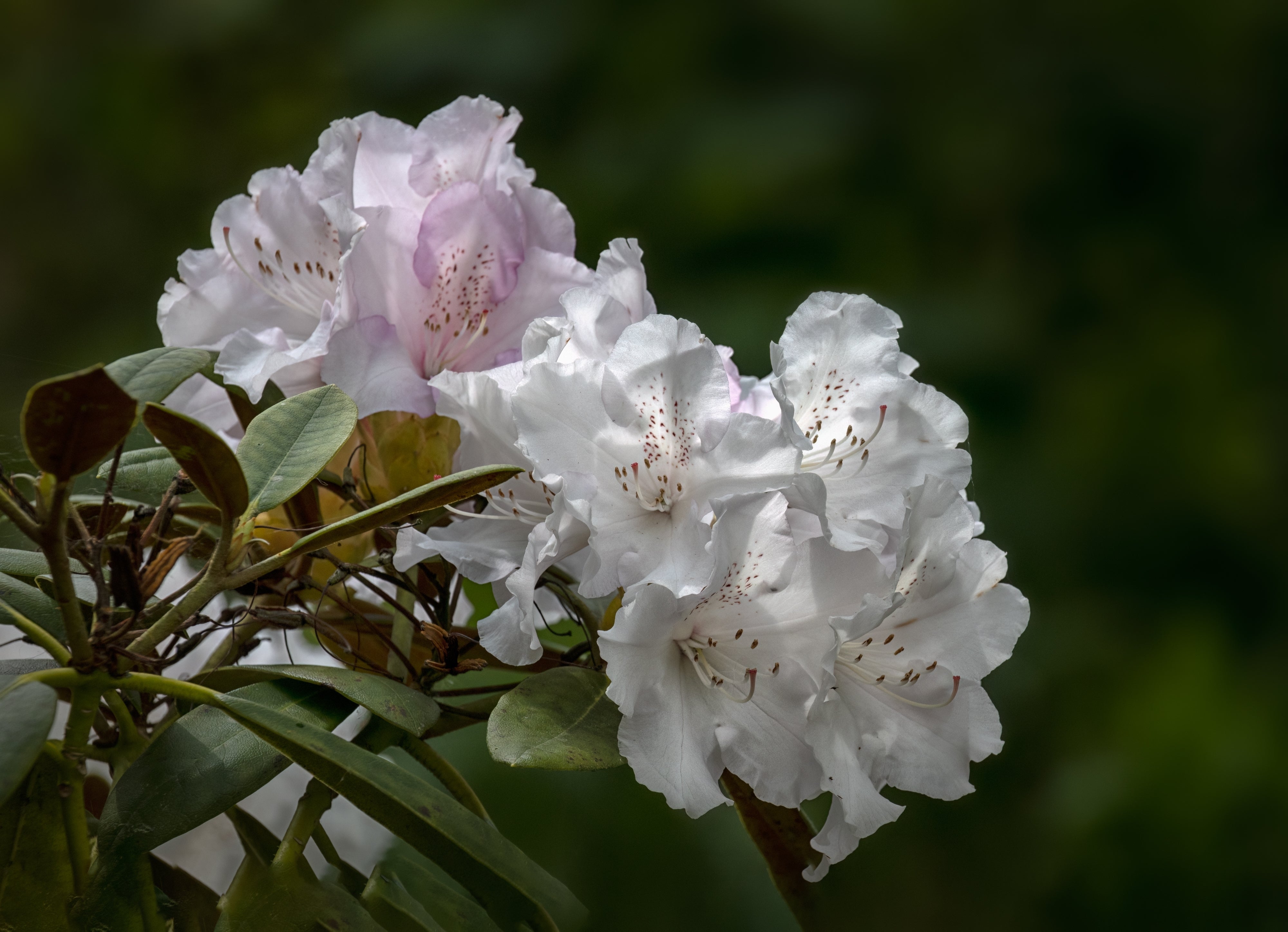 yakushimanum-rododendron 'Schneekrone'