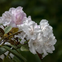 yakushimanum-rododendron 'Schneekrone'
