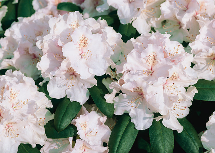Rhododendron 'Schneekrone', 25-30 cm