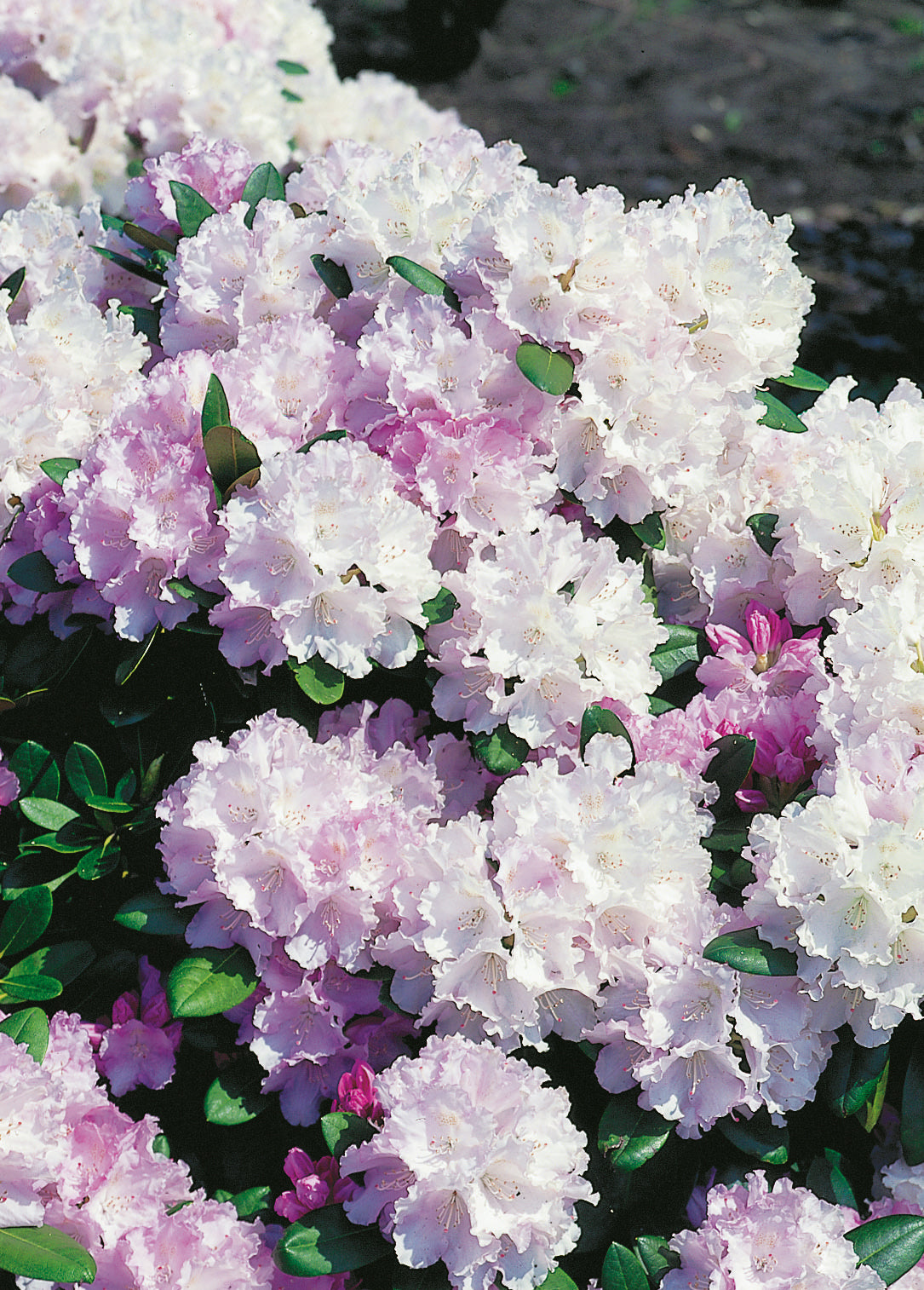 Rhododendron