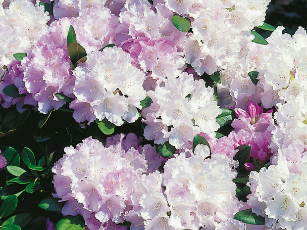 yakushimanum-rododendron 'Silberwolke'