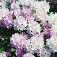 yakushimanum-rododendron 'Silberwolke'