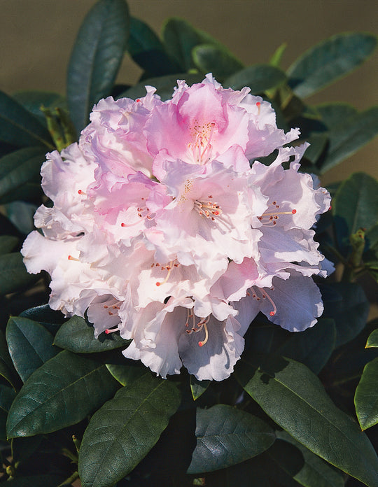 yakushimanum-rododendron 'Silberwolke'
