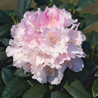 yakushimanum-rododendron 'Silberwolke'