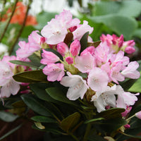 yakushimanum-rododendron 'Silberwolke'