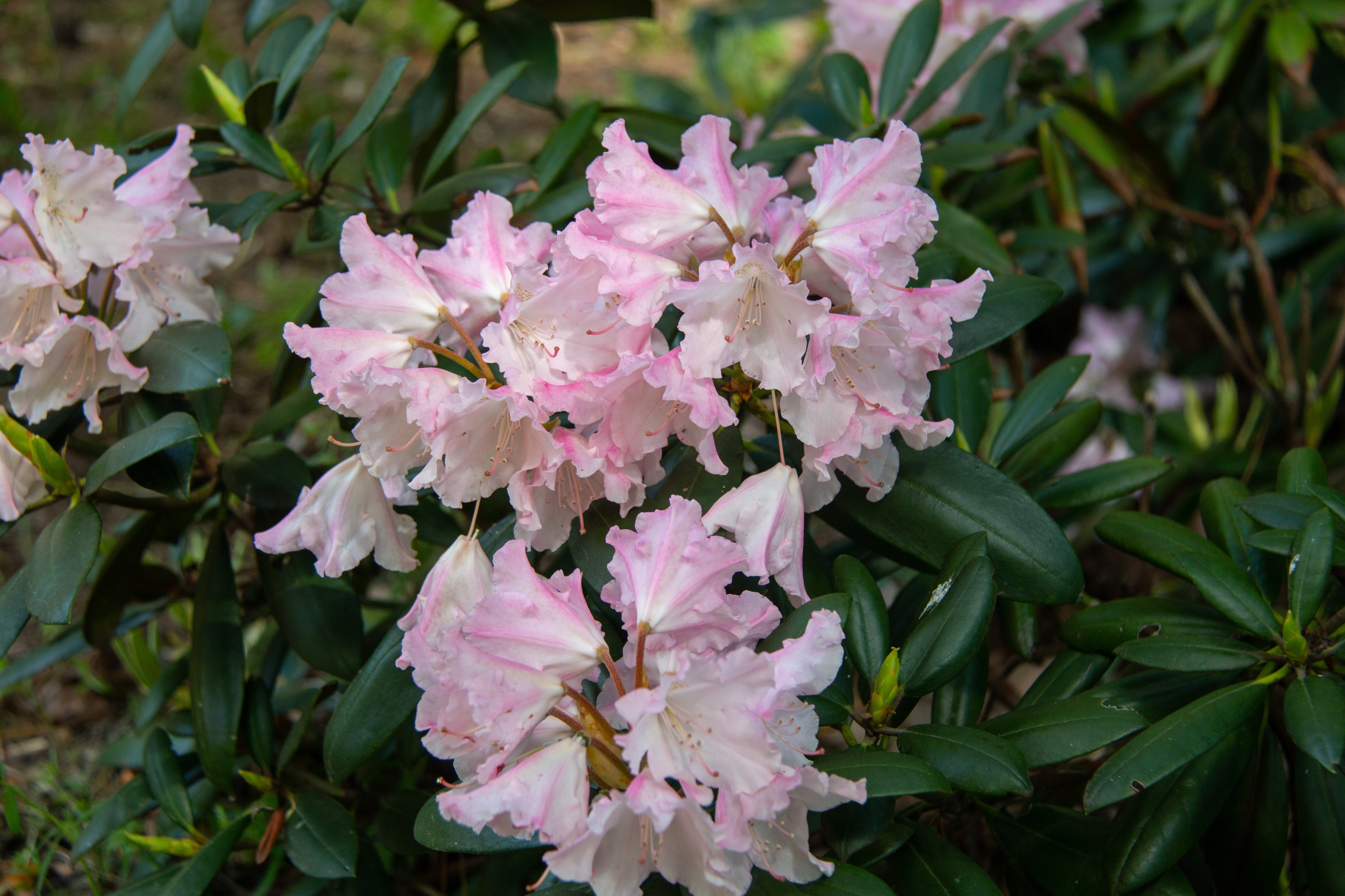 yakushimanum-rododendron 'Silberwolke'