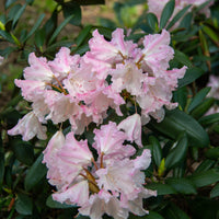 yakushimanum-rododendron 'Silberwolke'