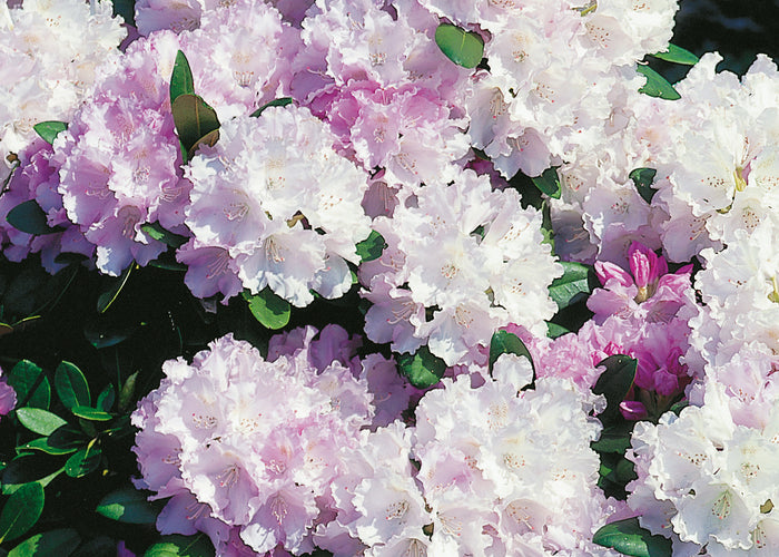Rhododendron 'Silberwolke', 25-30 cm