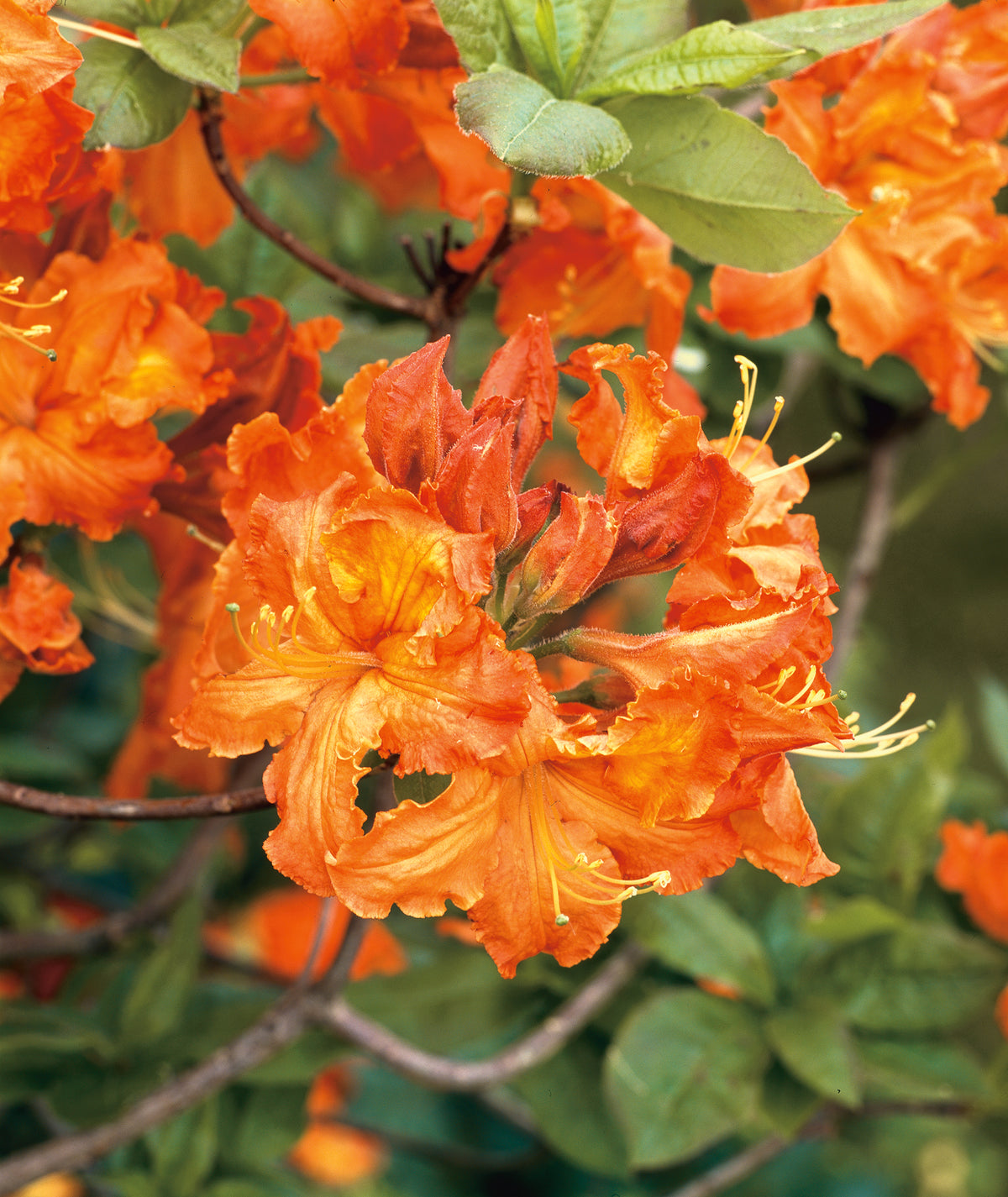 trädgårdsazalea 'Gibraltar'