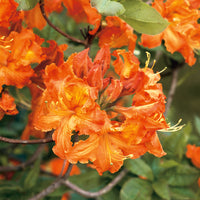 trädgårdsazalea 'Gibraltar'