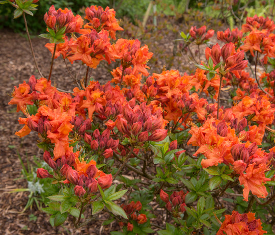 trädgårdsazalea 'Gibraltar'
