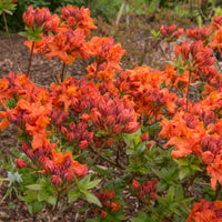 trädgårdsazalea 'Gibraltar'