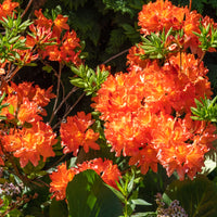 trädgårdsazalea 'Gibraltar'