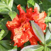 trädgårdsazalea 'Gibraltar'