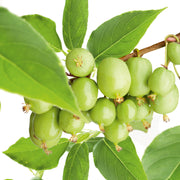 minikiwi 'Issai'