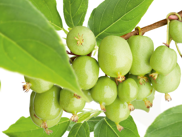 minikiwi 'Issai'