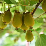 minikiwi 'Issai'
