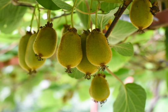 minikiwi 'Issai'