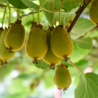 minikiwi 'Issai'