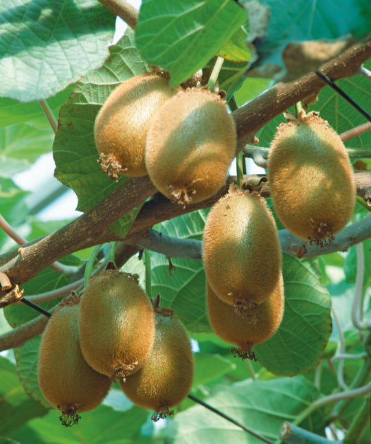 kiwi 'Jenny'