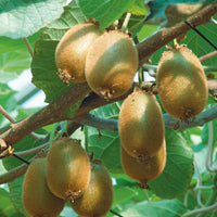 kiwi 'Jenny'