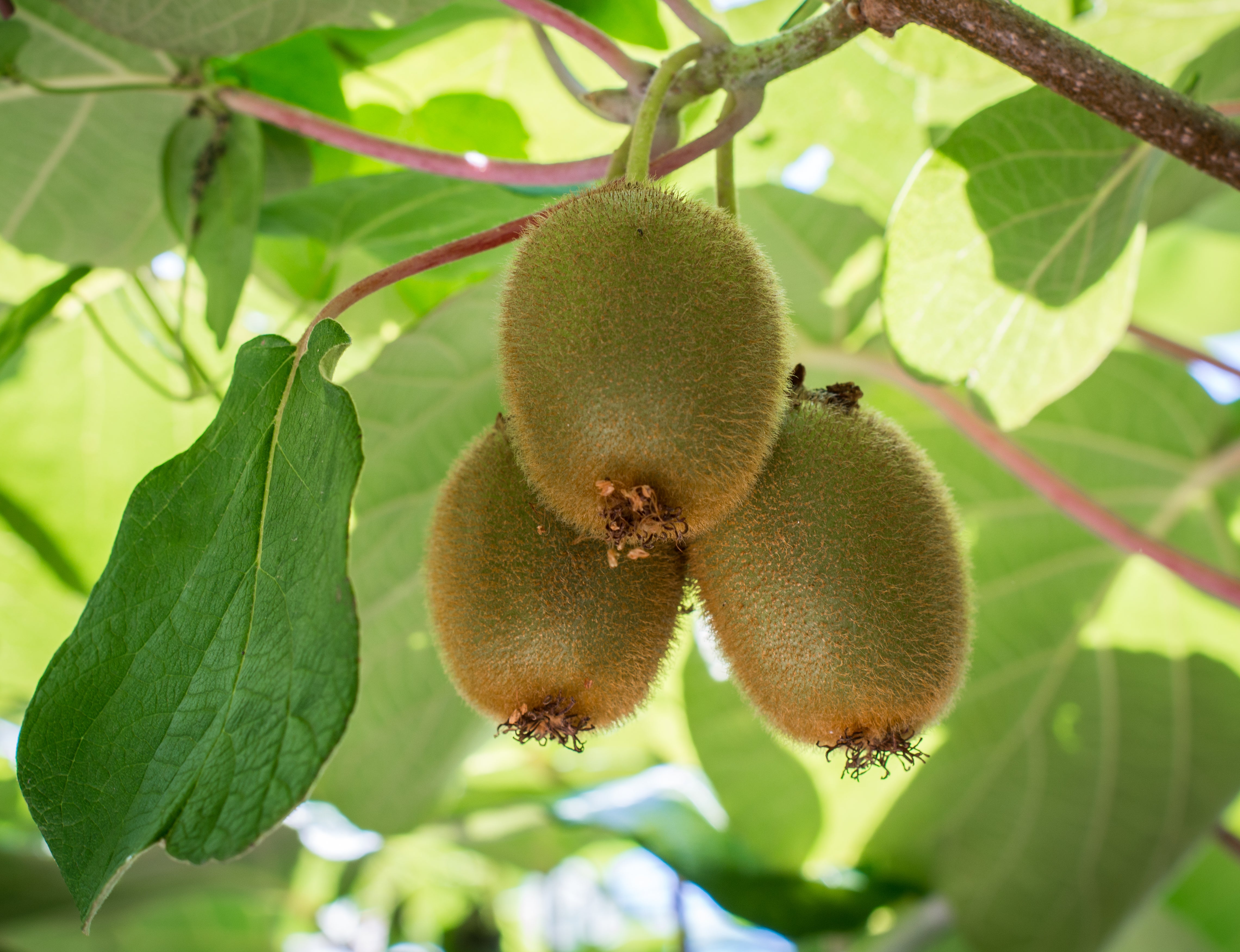 kiwi 'Jenny'