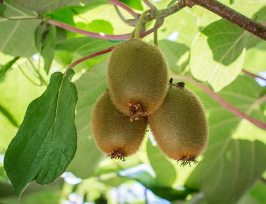 kiwi 'Jenny'