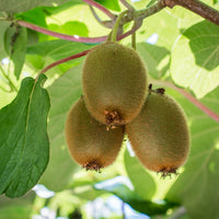 kiwi 'Jenny'