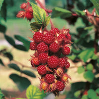 vinhallon