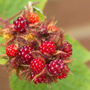 vinhallon