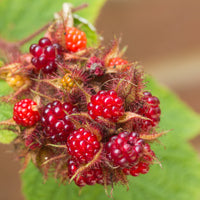 vinhallon