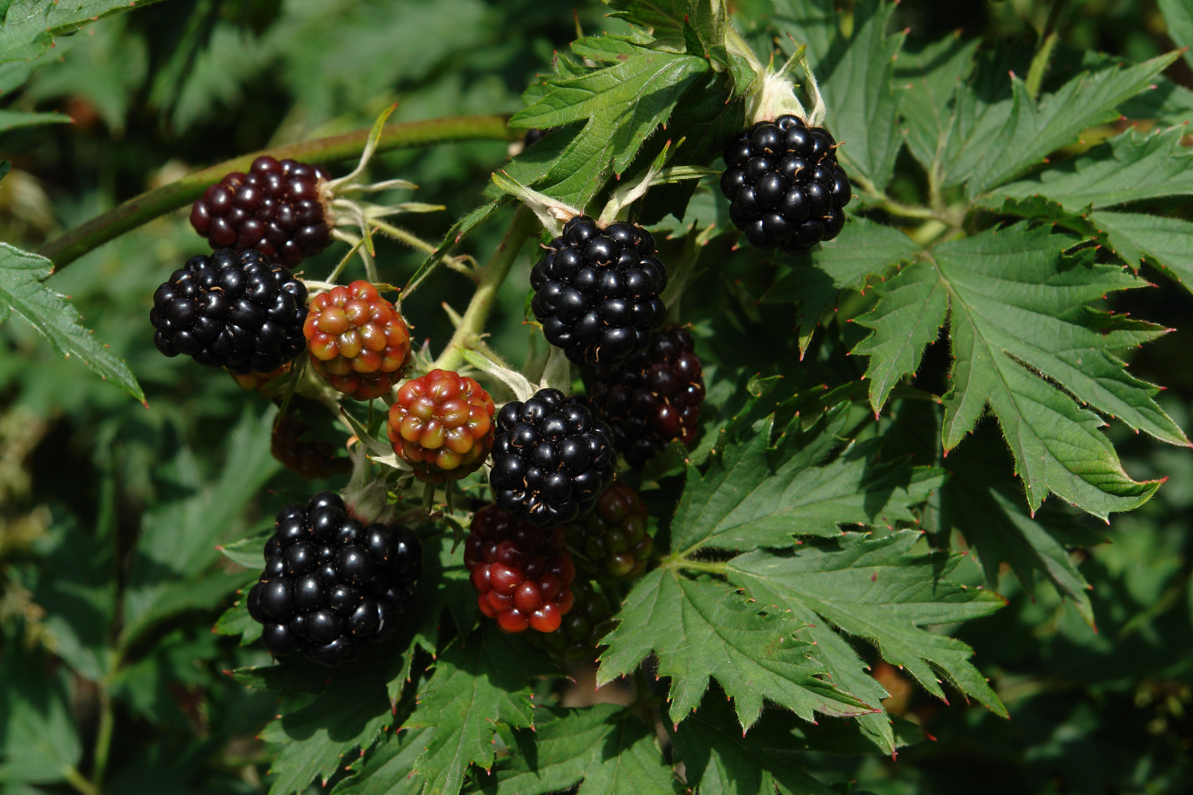 flikbjörnbär 'Thornless Evergreen'