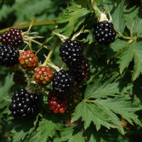 flikbjörnbär 'Thornless Evergreen'