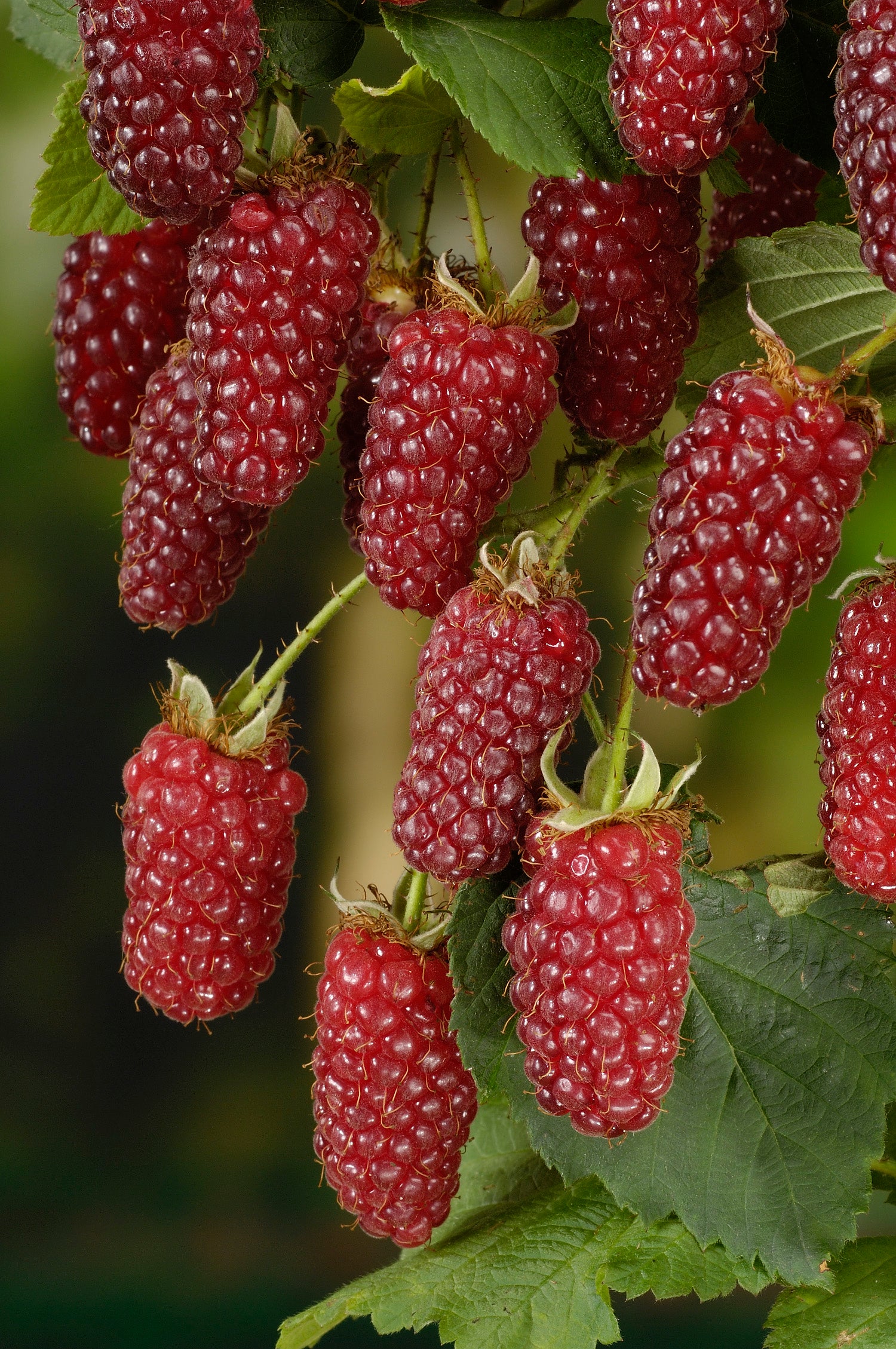 björnbärshallon 'Tayberry'