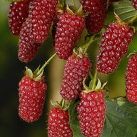 björnbärshallon 'Tayberry'